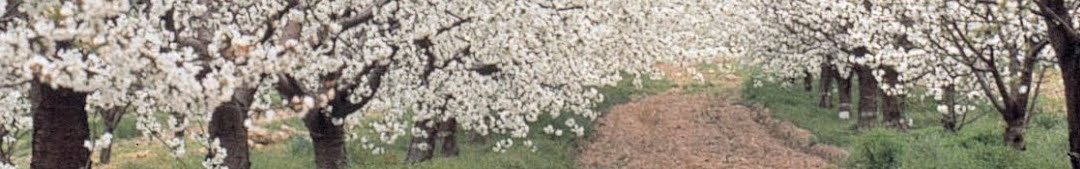 Los Cerezos en Flor en el Valle del Jerte marzo 2021