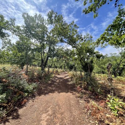 Castaños en la Urraleda Con Transporte