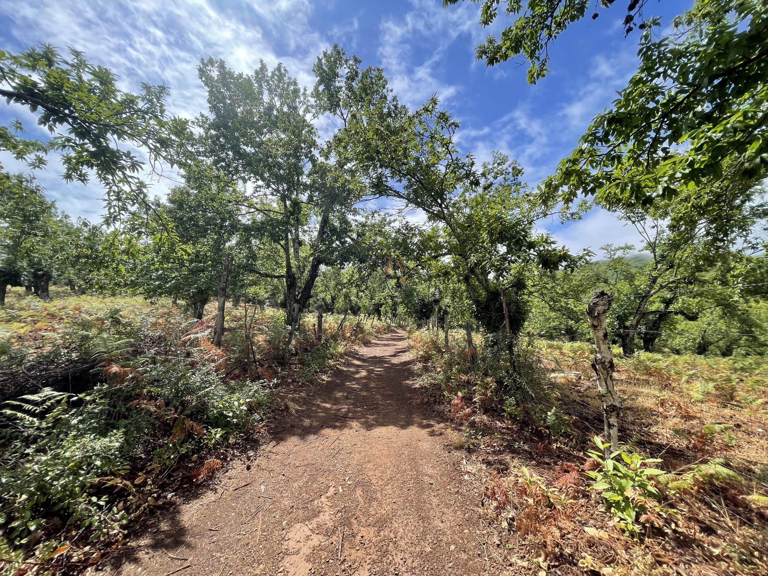 Castaños en la Urraleda Sin Transporte