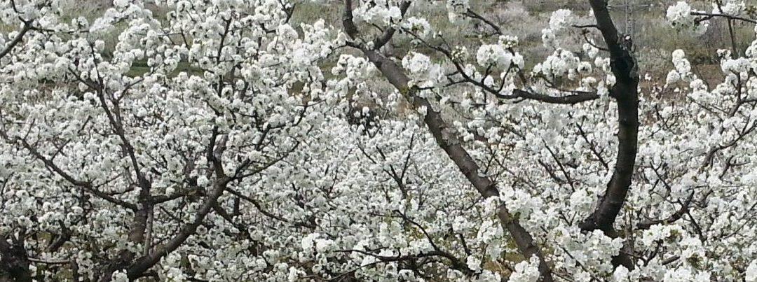 Los Cerezos en Flor del Valle del Jerte