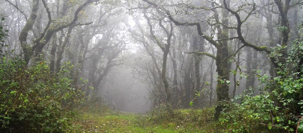 El Bosque de la Niebla- Llanos del Juncal