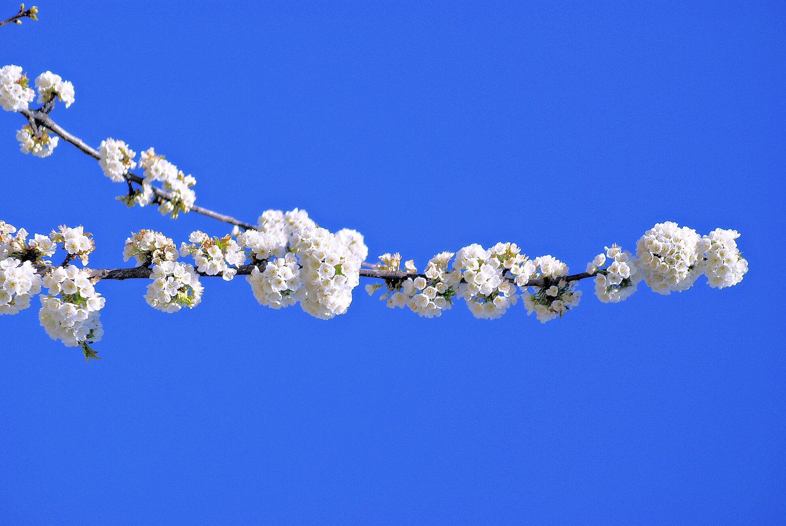 Los Cerezos en Flor en el Valle del Jerte habitación individual - Imagen 6