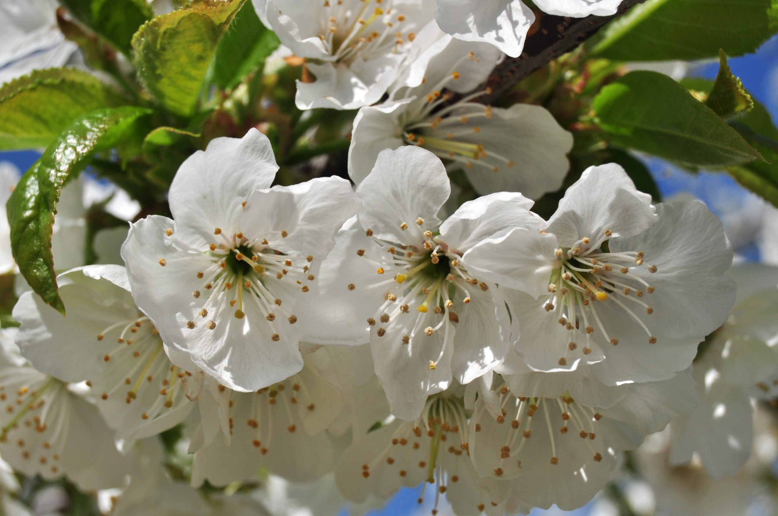 Los Cerezos en Flor en el Valle del Jerte habitación individual - Imagen 4