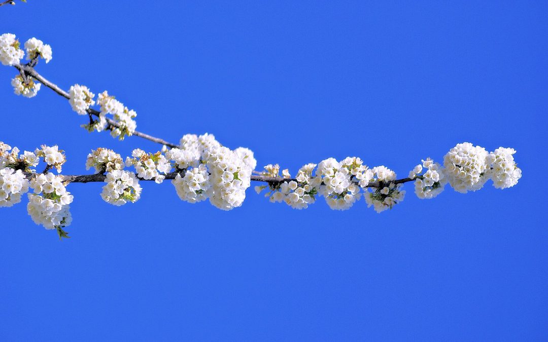 Los Cerezos en Flor en el Valle del Jerte 2026