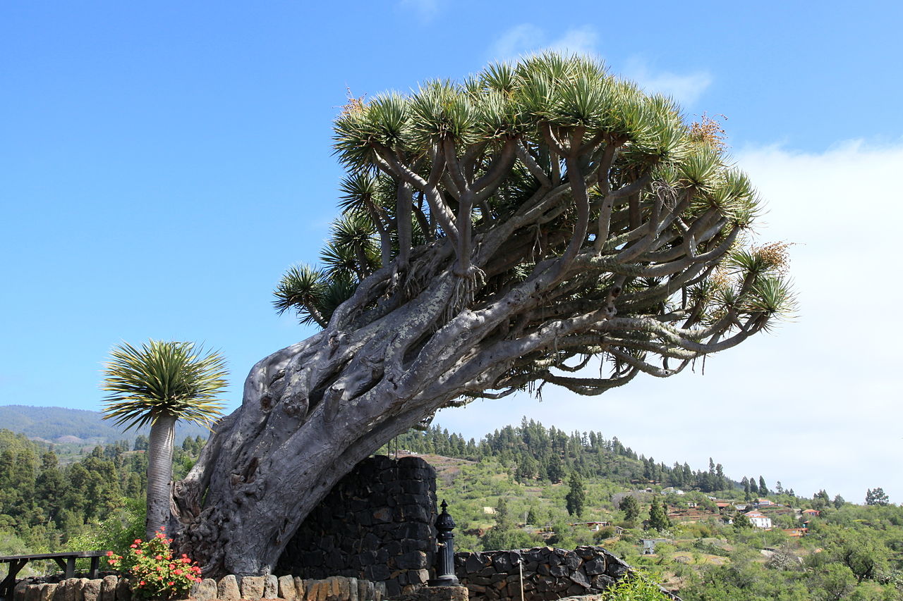 Senderismo en la Isla Bonita de la Palma habitación doble - Imagen 4