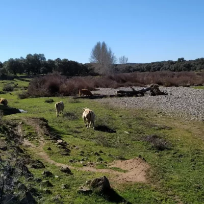 Real de la Jara Con Transporte