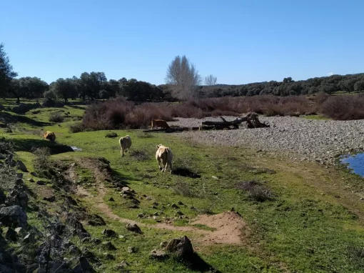 Real de la Jara Con Transporte