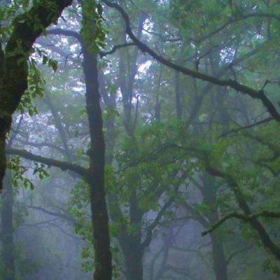 Bosque encantado de la Saiuceda