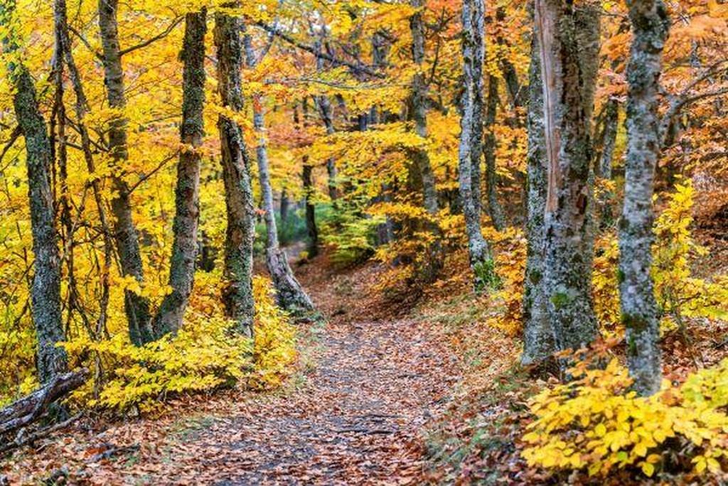 Otoño en el Valle del Ambroz habitación doble - Imagen 5