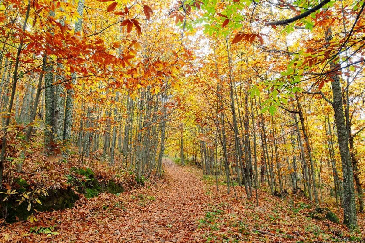 Otoño en el Valle del Ambroz habitación doble - Imagen 8