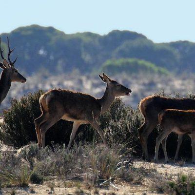 La Berrea en Doñana sin transporte