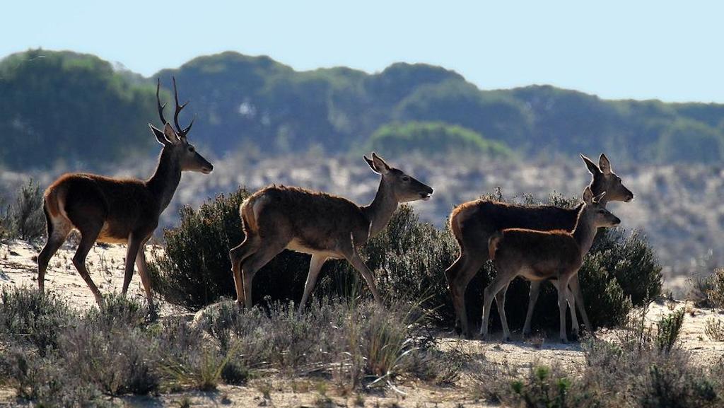 LA BERREA EN DOÑANA