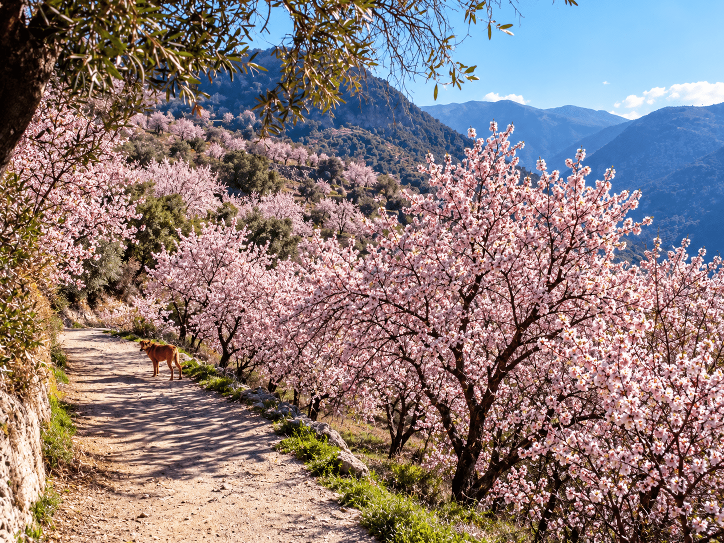 Viaje a la Alpujarra Almeriense Señal de Reserva - Imagen 7
